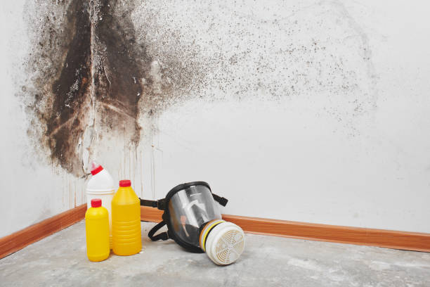 Best Crawl Space Mold Removal  in Susanville, CA