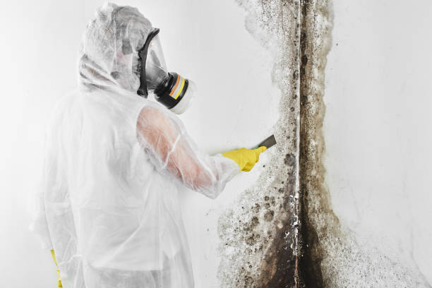 Best Same-Day Mold Removal  in Susanville, CA