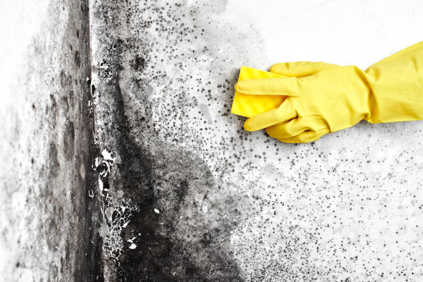 Best Local Mold Removal Service  in Susanville, CA