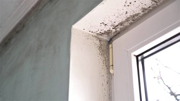 Best Toxic Mold Removal  in Susanville, CA