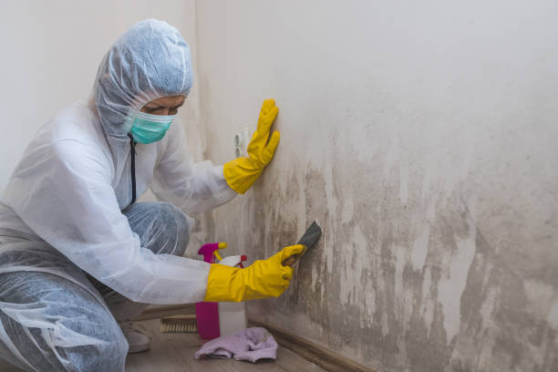 Best Professional Mold Removal  in Susanville, CA