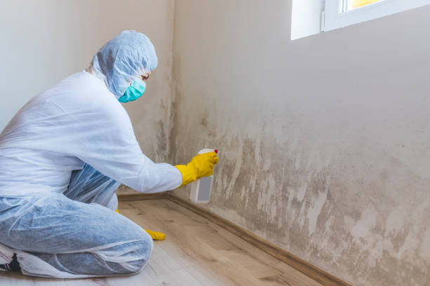 Best Residential Mold Removal  in Susanville, CA
