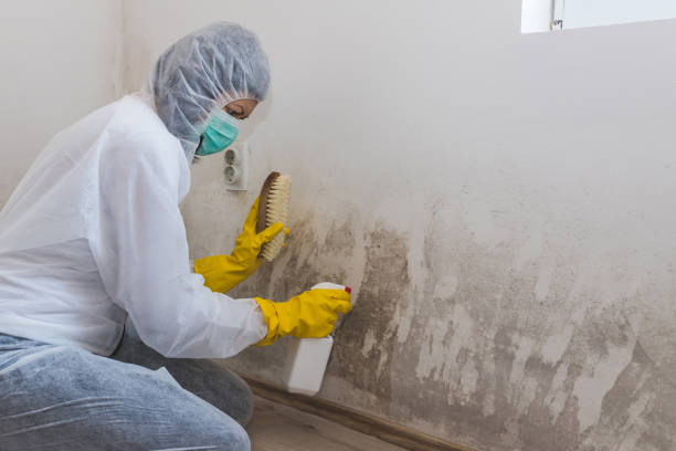 Best Mold Inspection  in Susanville, CA