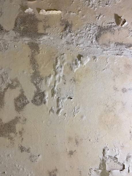 Best Affordable Mold Removal  in Susanville, CA
