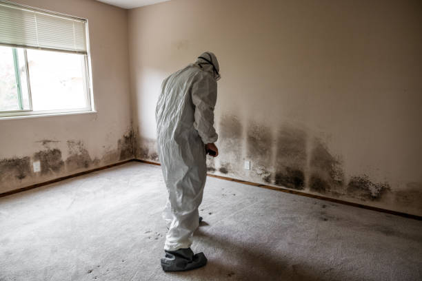 Best Mold Removal Company Near Me  in Susanville, CA