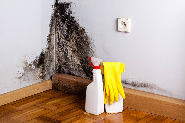 Best Mold Damage Repair  in Susanville, CA