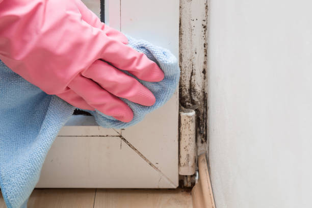 Trusted Susanville, CA Mold Removal Experts
